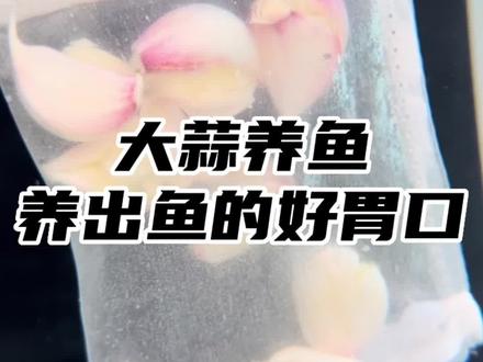 大蒜🧄对鱼的作用太好了!用好这个办法 鱼吃嘛嘛香儿#水族 #大蒜养鱼 #养鱼妙招 #鱼肠炎 #鱼缸过滤