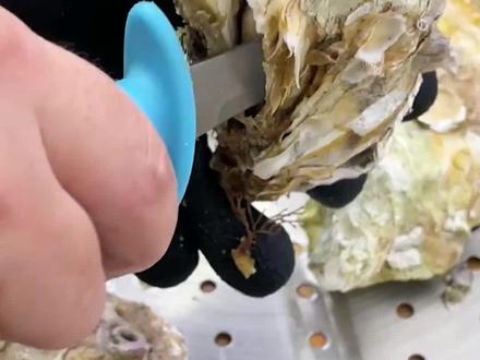 又到了福建生蚝上市的季节,蒜蓉生蚝做法简单美味又营养,太好吃了#抖音美食创作人 #生蚝#海鲜美食