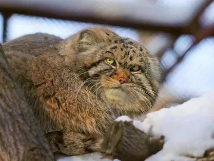 兔狲毛最多的猫 #兔狲 #动物 #奇妙的动物