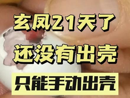 玄凤孵化21天了还没有出壳,手动出壳#玄凤 #玄凤鹦鹉 #0天手养玄凤 #鹦鹉 #玄凤日常