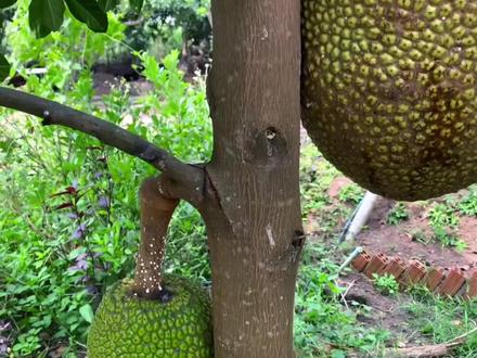 菠萝蜜一个果就有七八十斤,短短2年就能结果,这怎么种出来的? #科普一下 #种植菠萝蜜方法 #360行在抖音