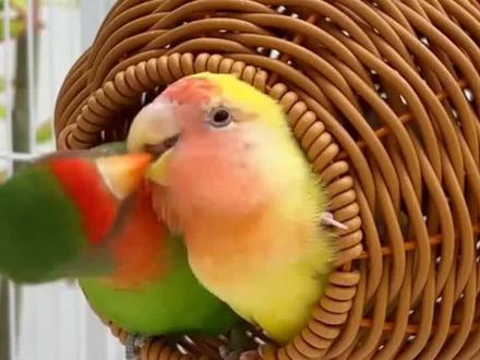 天气变暖,鹦鹉的棉窝就要换成这种藤编的啦!#鹦鹉鸟窝 #鹦鹉 #好物推荐 #养鸟经验分享 #鹦鹉日常