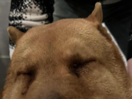 带你体验宠物医生上门修猫修狗的一天(犬内科篇) #修猫修狗 #宠物医生 #猫咪 #过敏