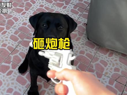 拉布拉多到底怕不怕鞭炮声呢?用砸炮玩具枪代替鞭炮测试一下,危险动作,请勿模仿。#萌宠出道计划 #拉不拉猪 #狗狗怕鞭炮 #危险动作请勿模仿