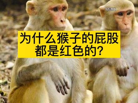 为什么猴子屁股是红色的#奇妙的动物 被当成红灯也是有一定可能的 #猴子#涨知识 #冷知识 @抖音小助手 @DOU+小助手