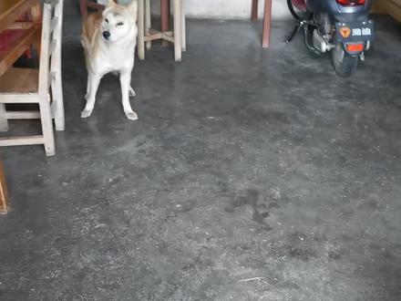 当鞭炮声声响起,有的土狗瑟瑟发抖,有的淡定自如 #精神小狗