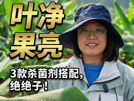 这3种杀菌剂,专治叶斑黑星#香蕉叶斑病#香蕉病害#香蕉种植#穗鹏生物#农业种植