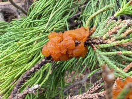 雨后注意观察松柏类树种有没有出现橙黄色的胶块,这种是锈病的传播源,及时防治。#植保知识 #园林养护 #锈病
