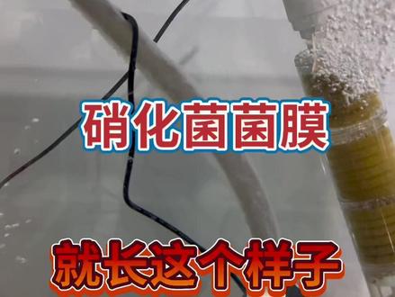 硝化细菌菌膜!#养鱼日记 #鱼缸过滤 #过滤系统 #开缸