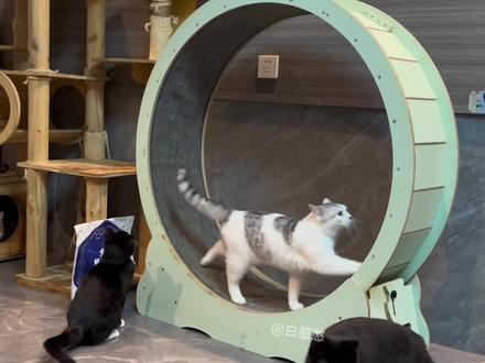 奶牛猫都这么二吗?#白憨憨一家 #白憨憨