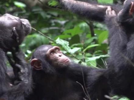 黑猩猩会用虫子疗伤!研究称不只自己也帮同伴涂抹