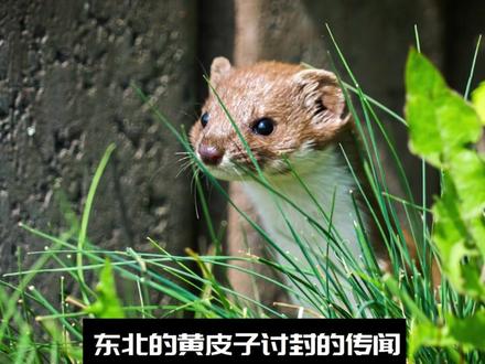 牛学人走路?是伪牛讨封? #神奇的闲鱼 #奇闻奇事 #都市传说 #民间故事 #神奇动物在抖音