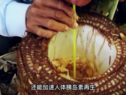 芭蕉全身都是宝,没想到树干掏个洞还能取水喝,味道清甜似甘蔗#芭蕉 #芭蕉树 #农村生活 #大自然的馈赠 #野外美食 #越南特色 #香蕉的神仙吃法