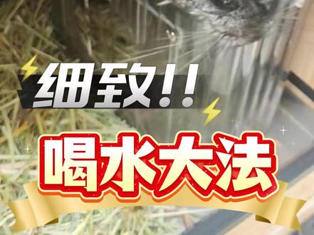 水是各位养宠家庭的第一关,千万被弄错了哦! 喂食白开水和纯净水才对哦,每隔几天也要记得清洗水壶!#宠物 #宠物喂水 #宠物健康 #龙猫
