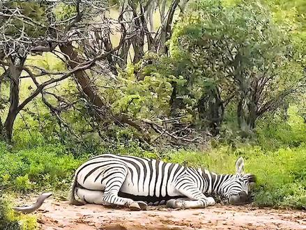黑曼巴到底有多毒?唯一能扛住黑曼巴的毒液,只有平头哥蜜獾了 #动物大战 #动物世界趣味解说 #野生动物 #动物之间的战斗 #非洲野生动物科普