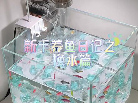 新手养鱼日记之换水篇#怎样给鱼缸换水 #养鱼日记