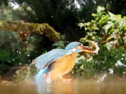 高清抓拍翠鸟入水捕鱼精彩瞬间
#奇趣自然 #翠鸟