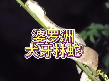 婆罗洲巴哥国家公园的犬牙林蛇,最大的林蛇,体长可达三米,这个看起来勉强两米,看头形很毒,其实毒性微弱#昆虫 #奇妙的动物 #奇趣自然 #蛇