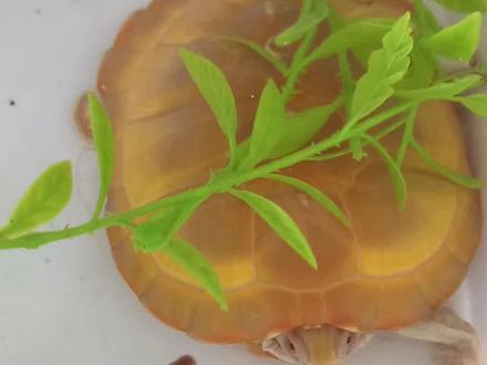 新龟到家20天不吃食,新买的乌龟一直不吃饭,处理办法来了 #乌龟 #龟龟🐢 #龟宠时代 #养龟攻略 #养龟日常