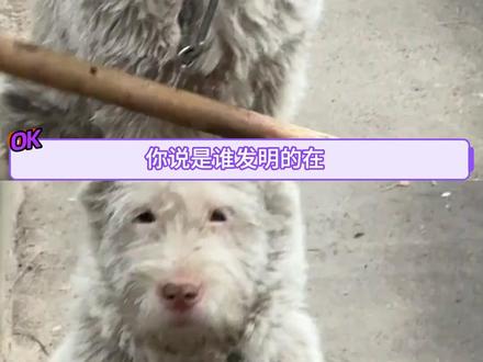 每一个带棍子的小狗都不是简单的狗#狗狗 #搞笑 #小技巧