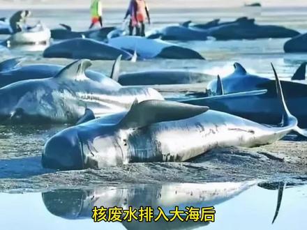 有人担心日本将核污水排放海里之后雨水会带核辐射,这个视频告诉你!#日本核污染水已进入大海 #商业知识