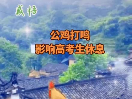 公鸡打鸣影响高考生休息,被连夜拔毛下锅。