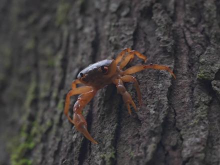 海南一种螃蟹近千元,漠叔找遍整个海南岛,却发现快吃光了