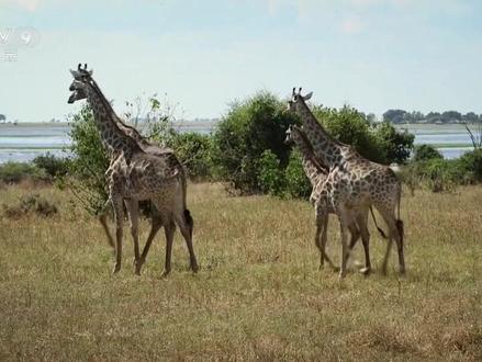 长颈鹿!
#央视频#动物世界
#动物解说 #弱肉强食的动物世界