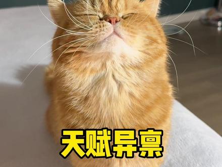 盘点一下千层会的所有技能! #傲娇小猫 #猫咪的迷惑行为