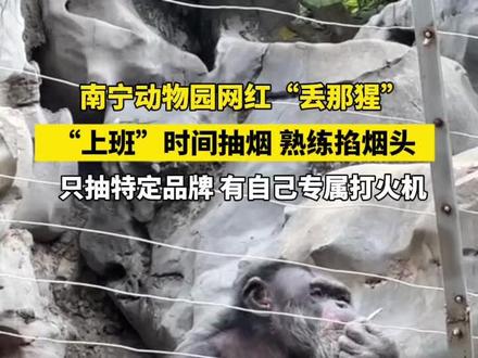 南宁动物园一猩猩“上班”时间抽烟,还会熟练的掐烟头