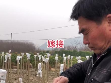嫁接亮晶女贞🍭进行中