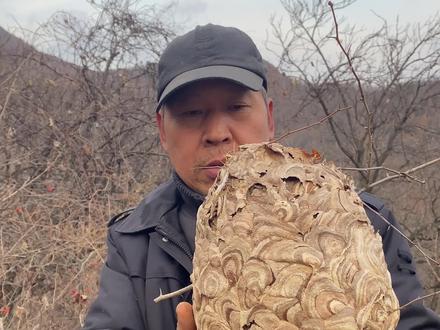 马蜂窝又叫葫芦包,见到之后一定要远离,你们知道它有什么作用嘛!#葫芦包蜂窝 #中药材 #乡村守护人 #我的乡村生活 #山林探险