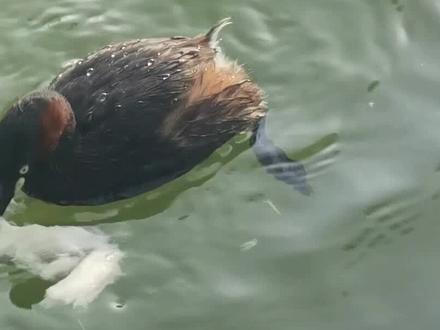 这个公园有一只会潜水的鸟-小䴙鷉 #人与自然和谐共处 #奇妙的动物 #保护鸟类 #dou+小助手