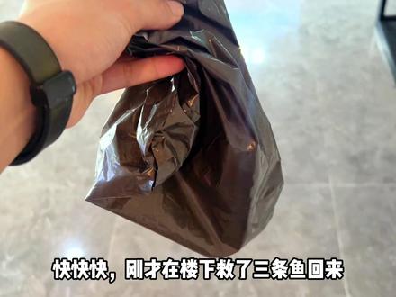 抓鱼的老头说这种鱼有毒,反正我是不信,有谁懂得…#养鱼日志 #原生鱼