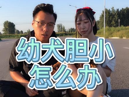 幼犬胆小时怎么办?#宠物狗 #狗狗 #萌宠 #训犬