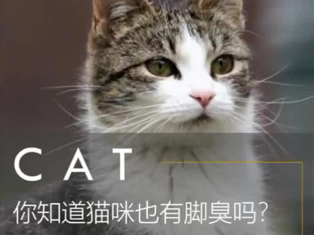 你知道猫咪也有脚臭吗?快去闻闻你家小猫咪的脚臭不臭#猫咪 #猫咪的日常 #猫咪脚臭 #铲屎官的乐趣