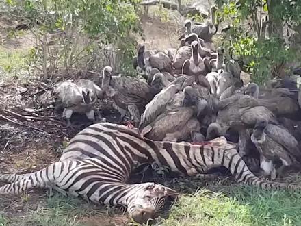 秃鹫蚕食斑马碎肉条,猎物尸体屁股诡异翻盖,腐烂肉皮轻松透光亮 #动物 #秃鹫 #斑马 #动物世界