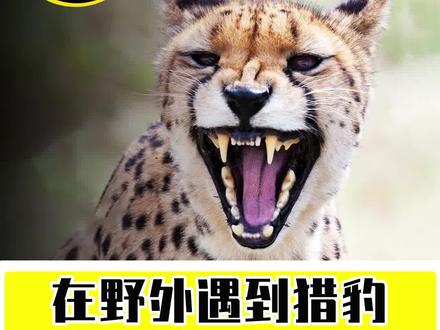 如果在野外遇到猎豹怎么逃生?#猎豹 #动物 #野生动物