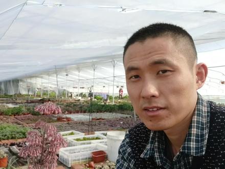 不死鸟多肉又叫落地生根盛开的花朵竟然这么漂亮?