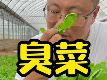臭菜也叫芝麻菜!闻着臭、吃着香!生长快、好吃好种!#臭菜种子 #臭菜 #芝麻菜