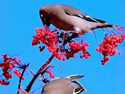 太平鸟吃红果 #爱护大自然