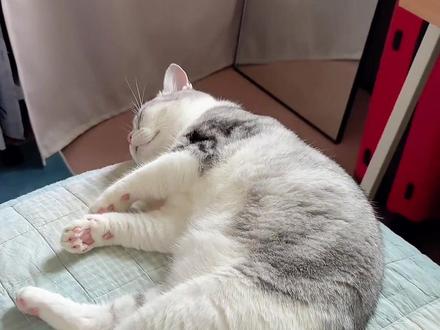 猫咪喜欢睡床尾?那你麻烦可大了! #小猫睡大觉 #猫咪行为解析 #我和我的小猫 #新手养猫 #猫咪科普