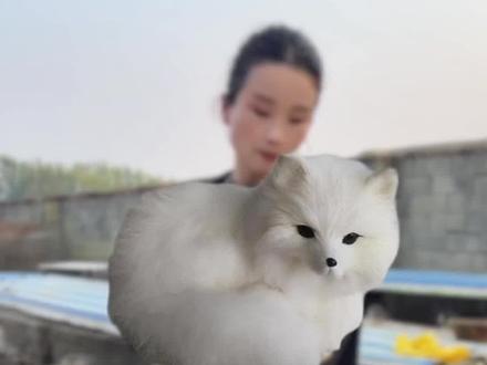 可以当宠物养的亲人白狐#白狐 #宠物狐狸 #萌宠养殖