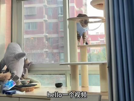 小猫绝育完整流程
#猫咪 #猫#绝育 #猫咪科普 #动物