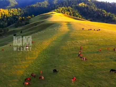 男子未经允许在新疆天然草场漂移后致歉。