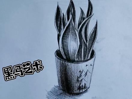 #素描 #画画 #一起学画画 #素描基础 #儿童素描 #绘画过程 #素描自学 #绘画教程 一盆虎皮兰