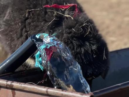 班克尔:主人放水,我捣乱#蒙古獒犬 #蒙古獒