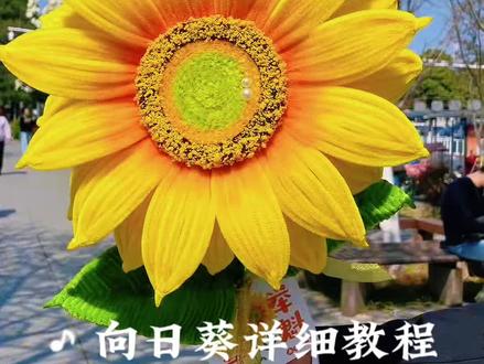 扭扭棒巨型向日葵详细教程请查收,美好的寓意祝2026中高考的学子一举夺魁,金榜题名#我的手工作品 #一举夺魁#高考 #扭扭棒