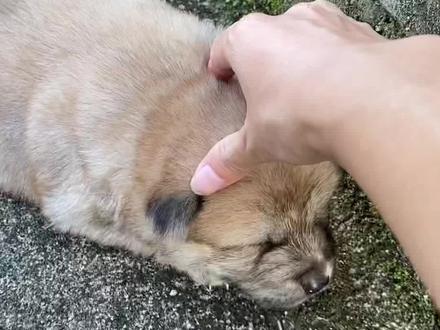 小鼻嘎生气了 #小奶狗 #中华田园犬 #萌宠出道计划 #狗狗