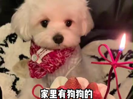 每个家长应该都很爱自己的毛孩子吧,有没有和我一样真的特别特别爱的感觉跟自己是一样重要的,从不觉得它只是一条狗#不养狗不知道养狗的喜悦 #狗狗 #不养狗不知道养狗的乐趣 #泰迪 #祈福